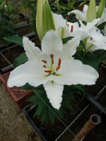 [4358 Sambuca VWS No02.JPG]